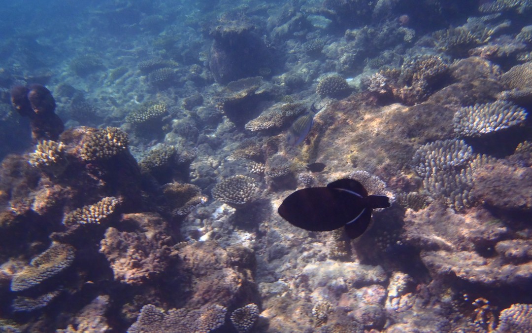 Peer Review of Protocols for Coral Reef Monitoring for Adaptation to Climate Change